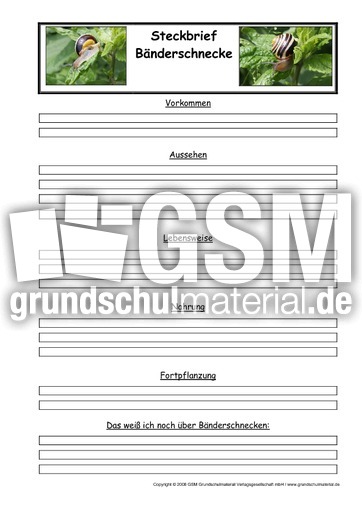 Bänderschnecke-Steckbriefvorlage.pdf